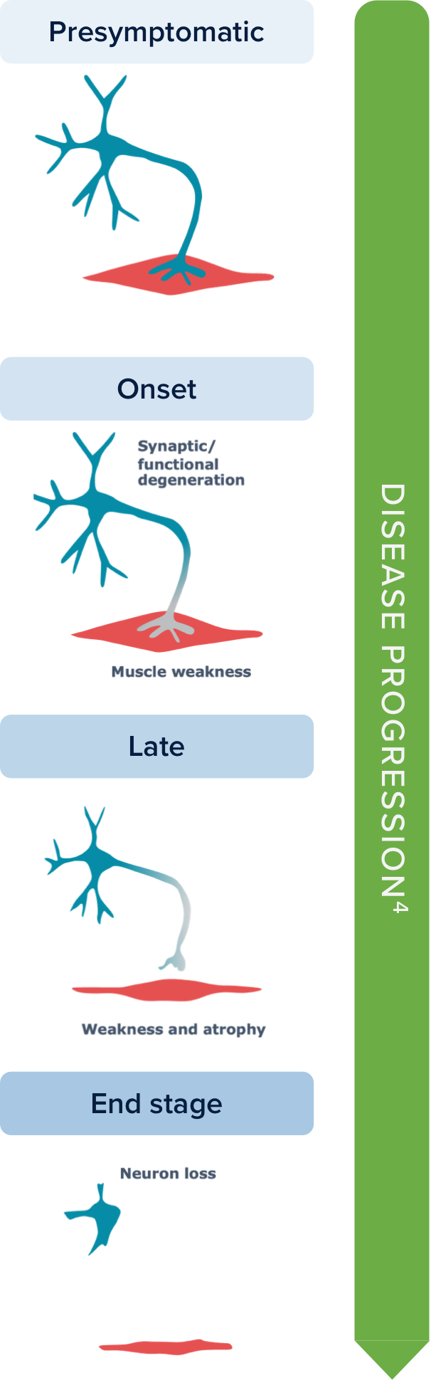 Motor neuron degeneration graphic