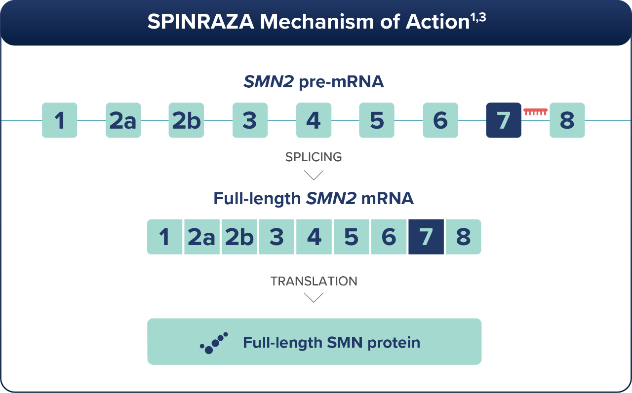 SMN2 transcription graphic