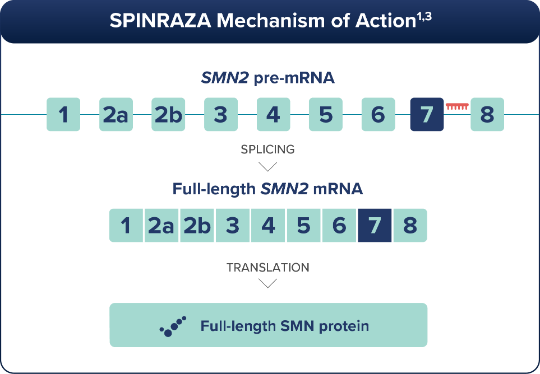 SMN2 transcription graphic