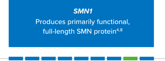 SMN1 produces primarily functional, full-length SMN protein.