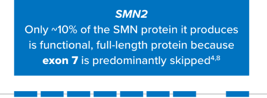SMN1 produces primarily functional, full-length SMN protein.
