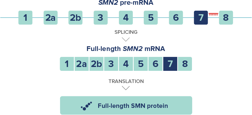 SMN2 transcription graphic