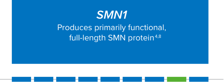 the importance of SMN1 gene and the SMN2 gene for producing functional SMN protein.