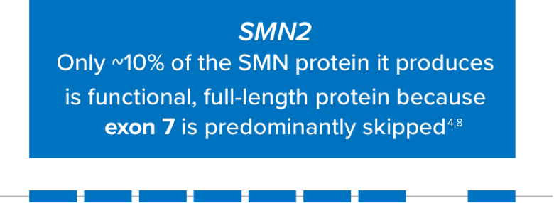 SMN2: only ~10% of the SMN protein it produces is functional, full-length protein because exon 7 is predominantly skipped